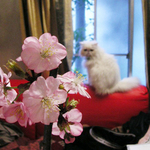 PICT0536.jpg